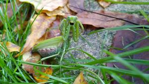 Hierodula patellifera