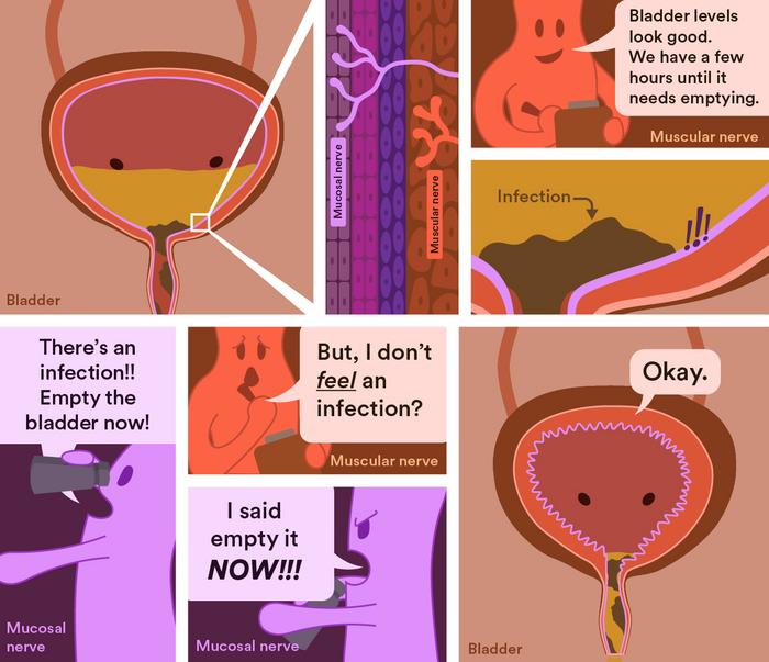 Graphic explainer of the mucosal nerve in the bladder