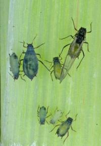 Corn Leaf Aphids