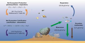 Biological mediations on coral reef carbon cycling on the ecosystem level (left) and the fish assemblage level (right).
