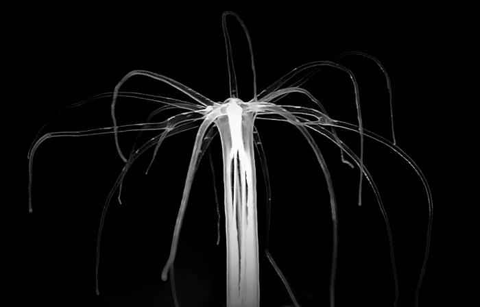 Bar-Ilan University Study Uncovers the Origin of Sleep in Jellyfish and Sea Anemones