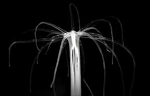 Bar-Ilan University Study Uncovers the Origin of Sleep in Jellyfish and Sea Anemones