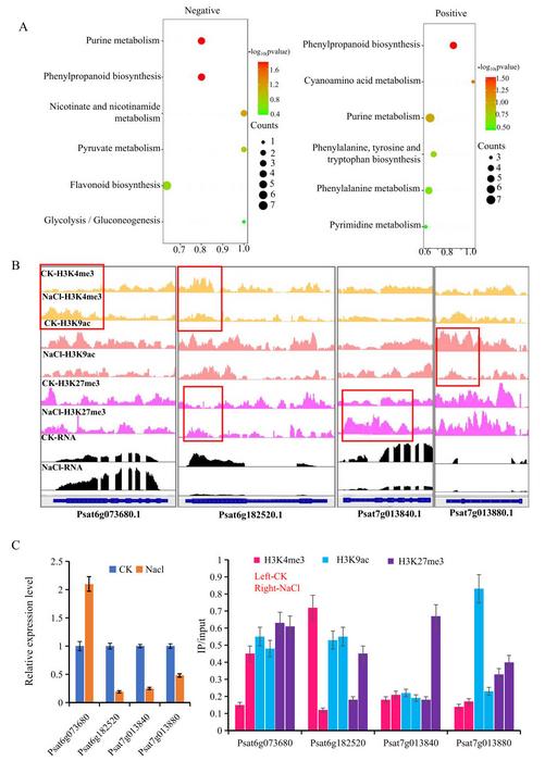 Genes enriched in the phenylpropanoid biosynthesis pathway are regulated by histone modification.