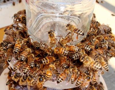 Crowded Bee Feeder