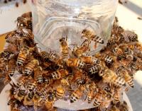 Crowded Bee Feeder