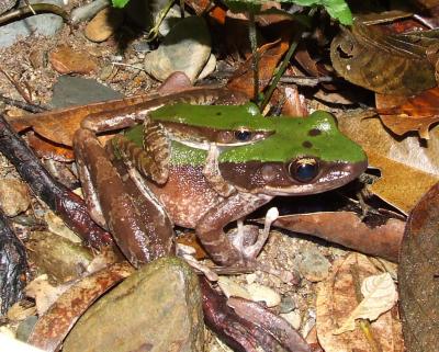 <i>Odorrana chloronota</i>