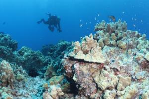 Coral off Hawai‘i Island