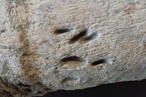 Nuevos descubrimientos sobre los restos de titanosaurios del yacimiento de Lo Hueco, en España