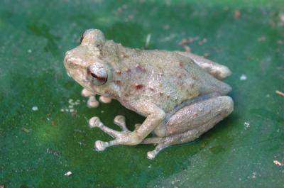 <i>Oreophryne gagneorum</i>