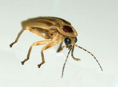 A Firefly Specimen