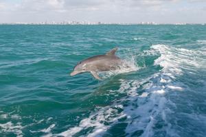 Vessel traffic alters behavior, stress and population trends of marine megafauna