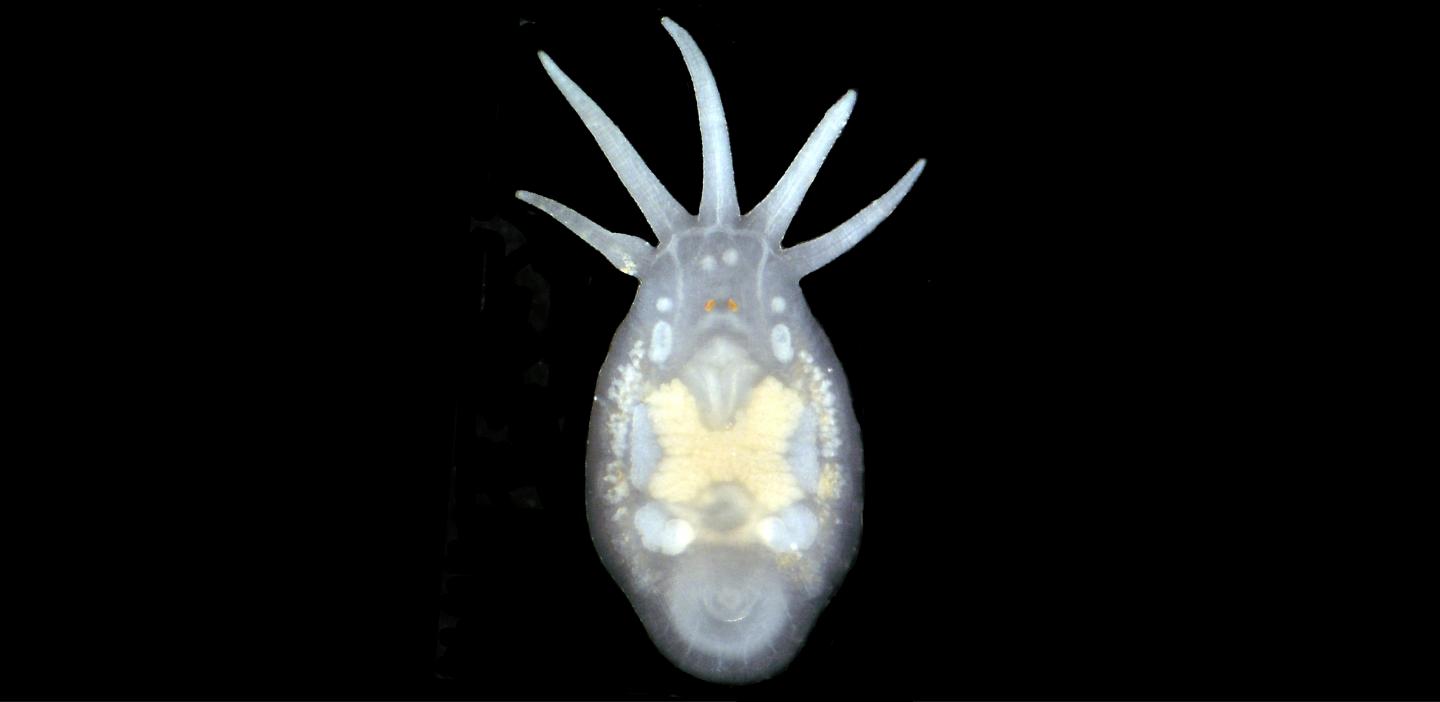 <i>Temnosewellia c.f rouxi</i>