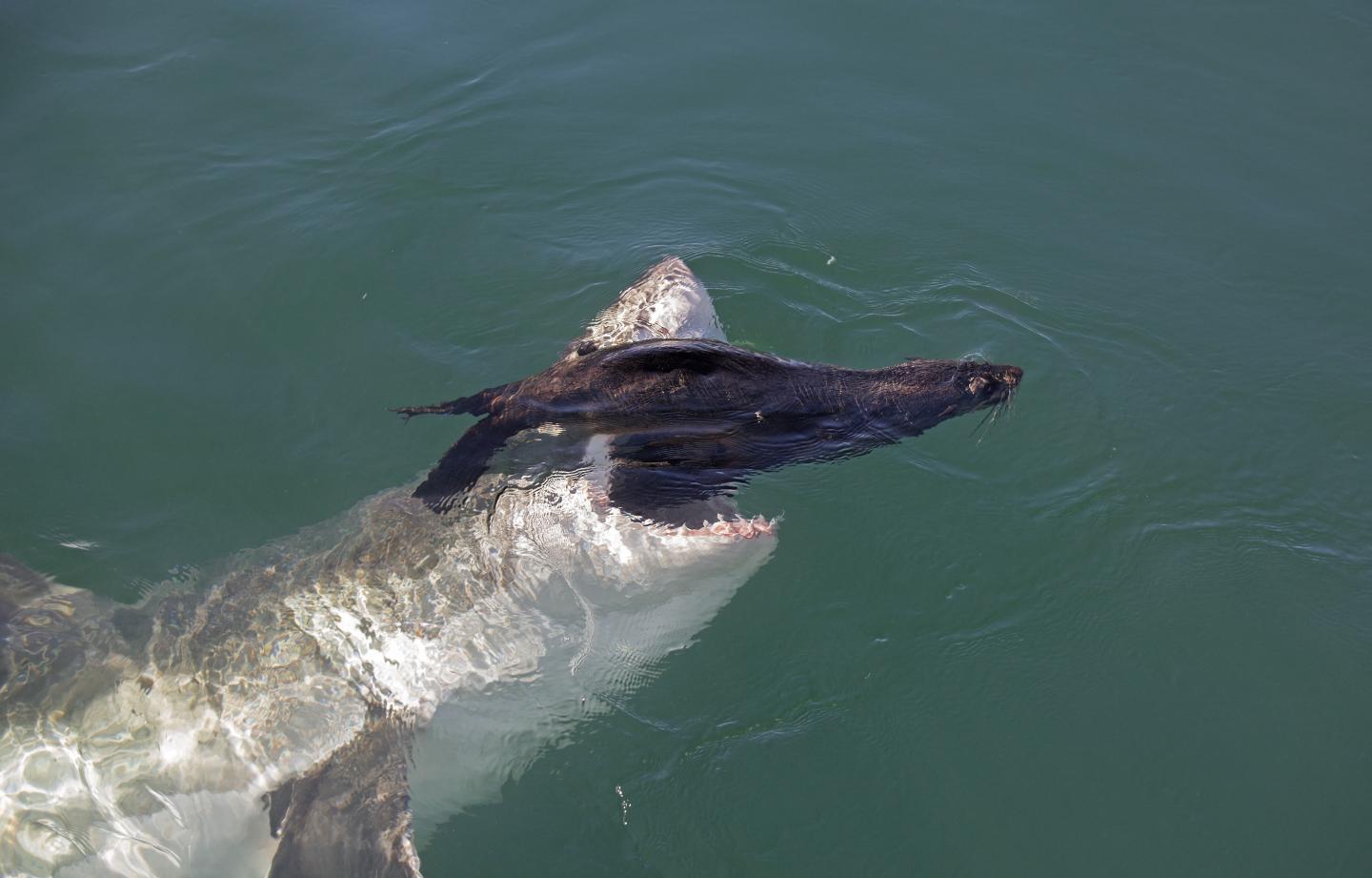 Great White Shark