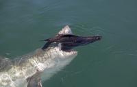 Great White Shark