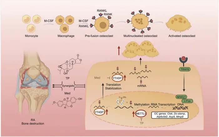 Mechanistic diagram of the study (created using BioRender).
