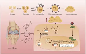 Mechanistic diagram of the study (created using BioRender).