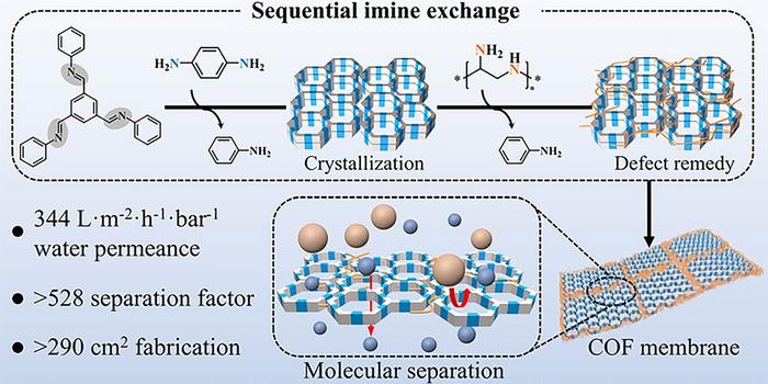 Sequential Imine Exchange for COF Membrane Formation and Precise Molecular Separation