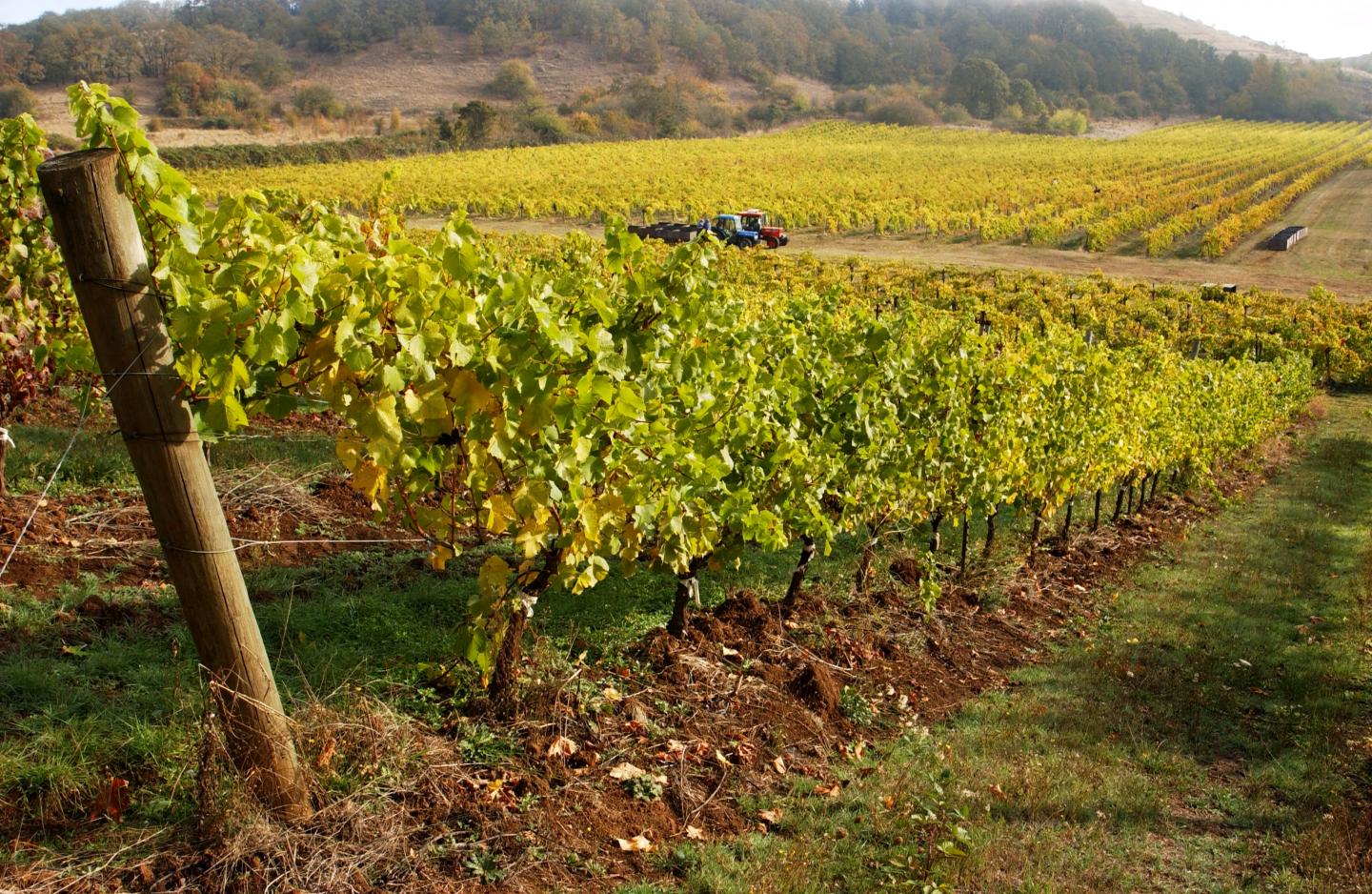 Grape Vines