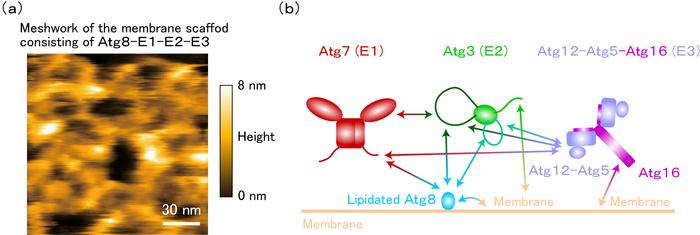 Structure of the lipidated Atg8-E1-E2-E3 membrane scaffold