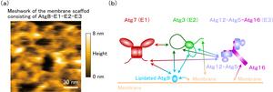 Structure of the lipidated Atg8-E1-E2-E3 membrane scaffold