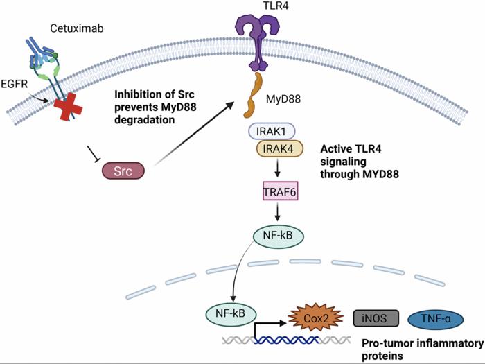 Challenges and resistance mechanisms to EGFR targeted therapies in head and neck cancers and breast cancer: Insights into RTK dependent and independent mechanisms