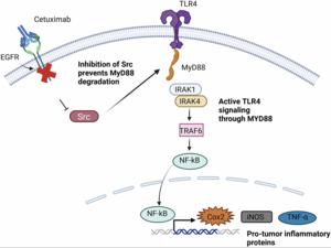 Challenges and resistance mechanisms to EGFR targeted therapies in head and neck cancers and breast cancer: Insights into RTK dependent and independent mechanisms
