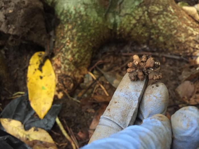 A root nodule on a legume tree where symbiotic bacteria fix nitrogen from the atmosphere into a form of nitrogen that the trees can use to grow.