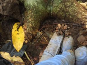 A root nodule on a legume tree where symbiotic bacteria fix nitrogen from the atmosphere into a form of nitrogen that the trees can use to grow.