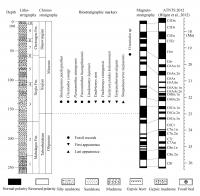 Comprehensive Column Section