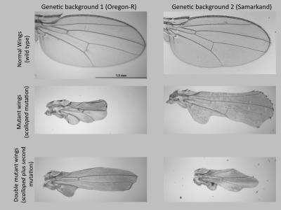 Wild Type Genetic Background Affects How Genetic Mutations Manifest