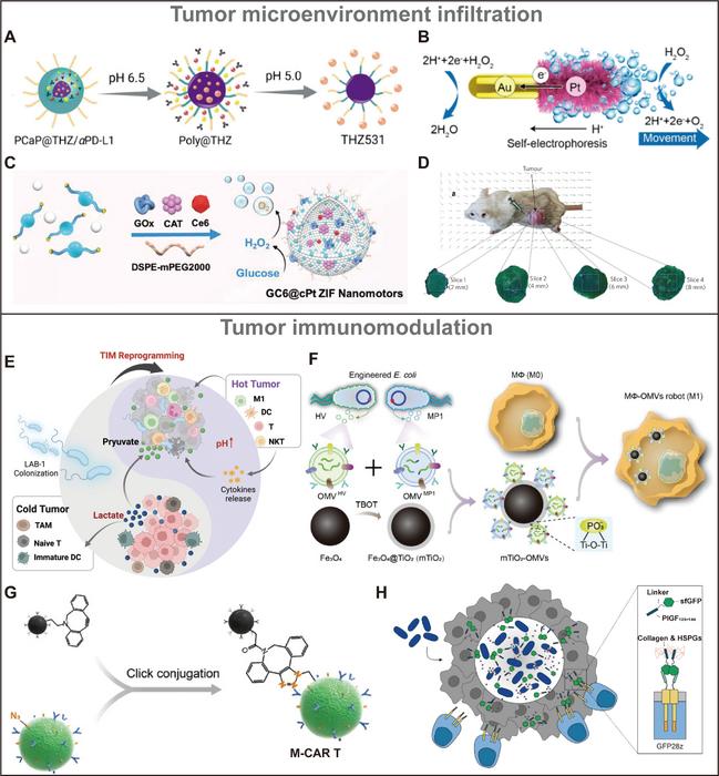 Fig. 3. Design of agents for tumor microenvironment infiltration and immunomodulation.