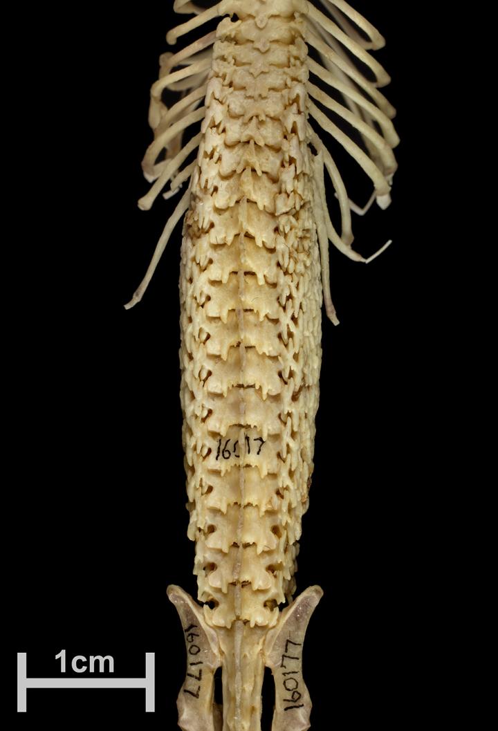 Hero Shrew Backbone