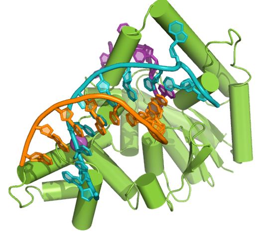 Branched DNA
