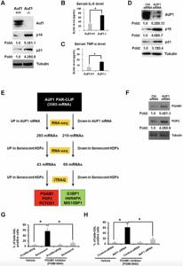 RNA-binding protein AUF1 suppresses cellular senescence and glycolysis by targeting PDP2 and PGAM1 mRNAs