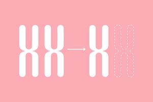 Missing X chromosome affects fertility