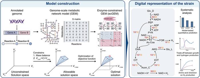 Enzyme-aware modeling maps microbial routes to higher biohydrogen production.