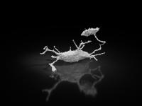 Osteocyte