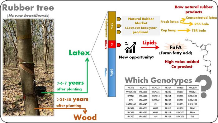Rubber-Tree Fat Reveals Hidden Pharmacy: Furan Fatty Acid Found in Every Clone
