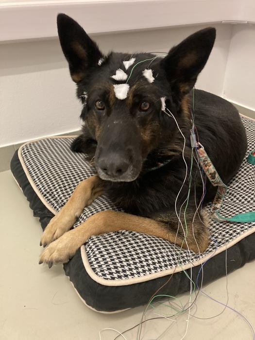 Dog with EEG