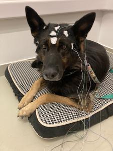 Dog with EEG