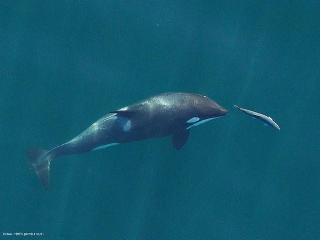 Orca and Chinook Salmon