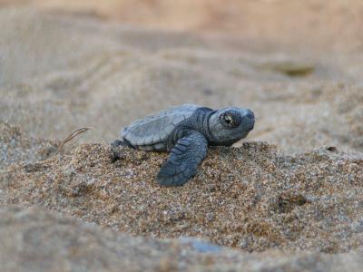 Loggerhead Sea Turtle Hatchling