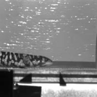 Iguana Locomotion