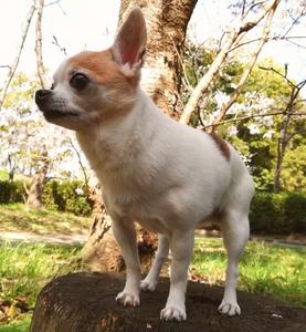 Example of a common dog breed treated for respiratory disorders