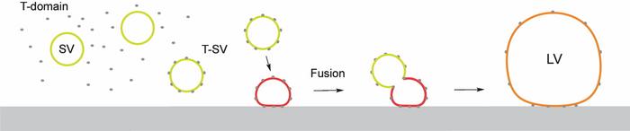 Formation of larger lipid compartments through fusion of lipid vesicles