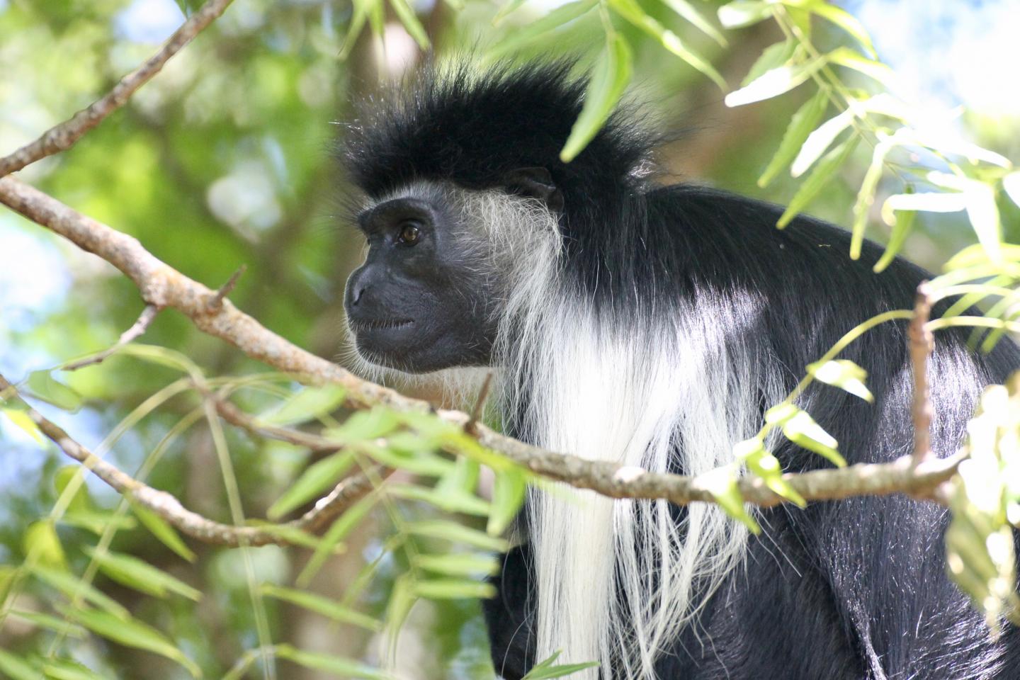Colobus Monkey