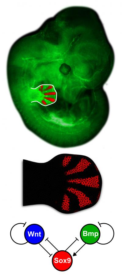 Embryo and Model