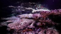Fluid Under Ledges Ecosystem -- Riftia