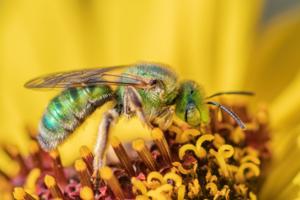 Sweat Bee