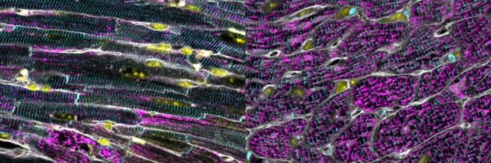 Mitohormesis mitochondria mouse heart cells